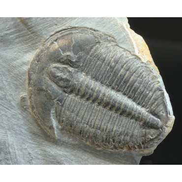 Trilobites elrathia