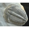 Trilobites elrathia