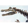 Spinosaurus-DINOSAURIOS