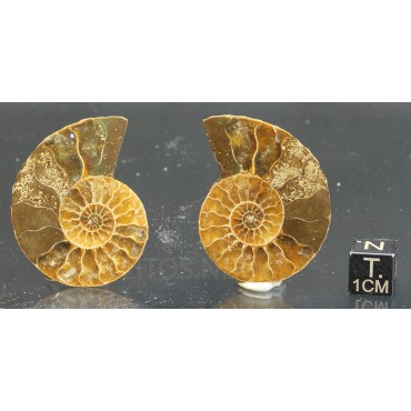 Ammonite cleoniceras