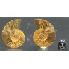 Ammonite cleoniceras