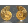 Ammonite cleoniceras