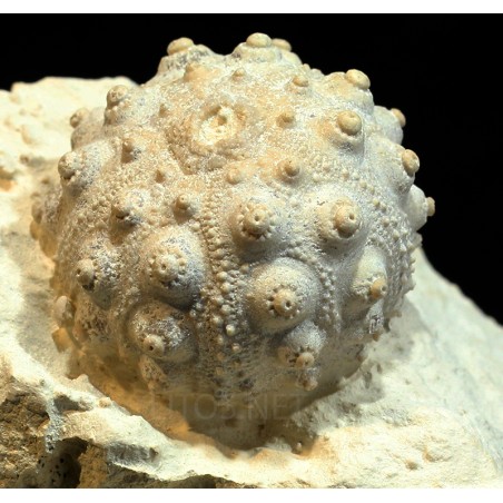 Hemicidaris fosil