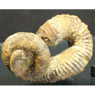 Ammonite Nostoceras...