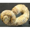 Ammonite Nostoceras malagasyense