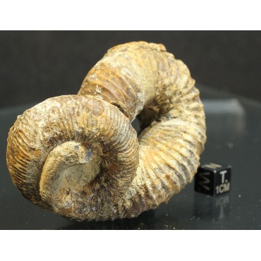 Ammonite Nostoceras malagasyense