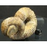 Ammonite Nostoceras malagasyense