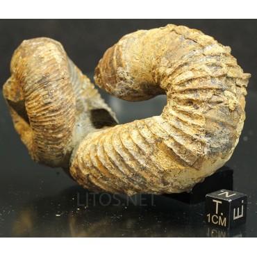 Ammonite Nostoceras malagasyense