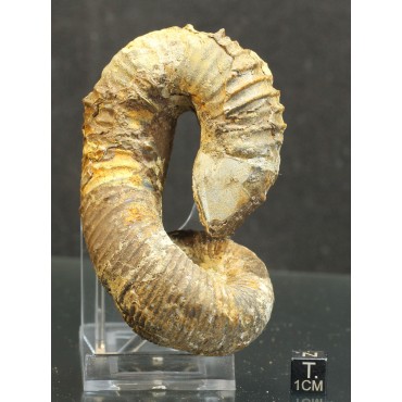 Ammonite Nostoceras malagasyense