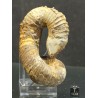 Ammonite Nostoceras malagasyense