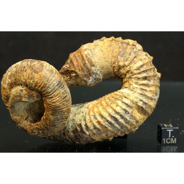 Ammonite Nostoceras malagasyense