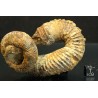 Ammonite Nostoceras malagasyense