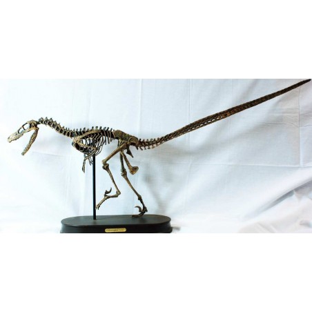 Velocirraptor-DINOSAURIOS Velocirraptor-DINOSAURIOS