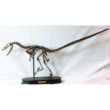 Velocirraptor-DINOSAURIOS