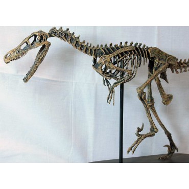 Velocirraptor-DINOSAURIOS