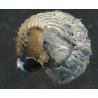 Trilobites fósil