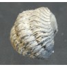 Trilobites fósil
