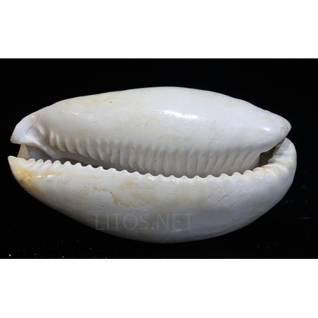 Siphocypraea problemática