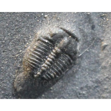 Trilobites Bolaspidella...