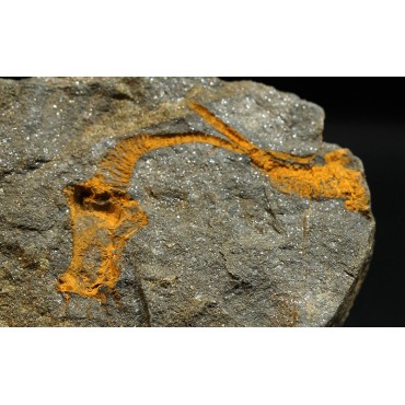 Dendrocystites s.p.