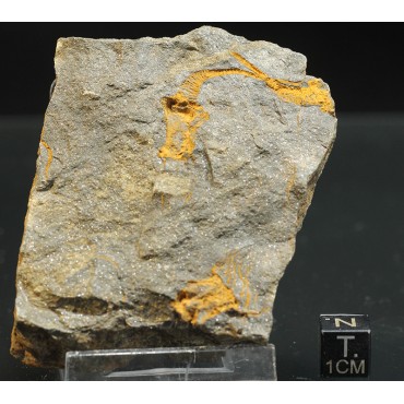 Dendrocystites s.p.