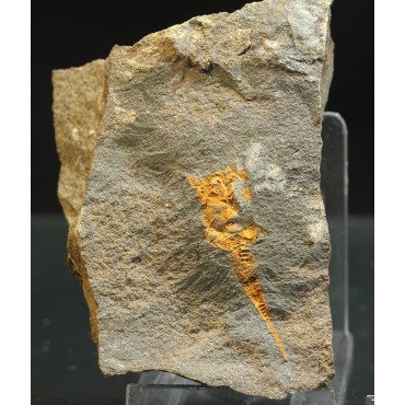 Dendrocystites s.p.