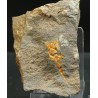 Dendrocystites s.p.