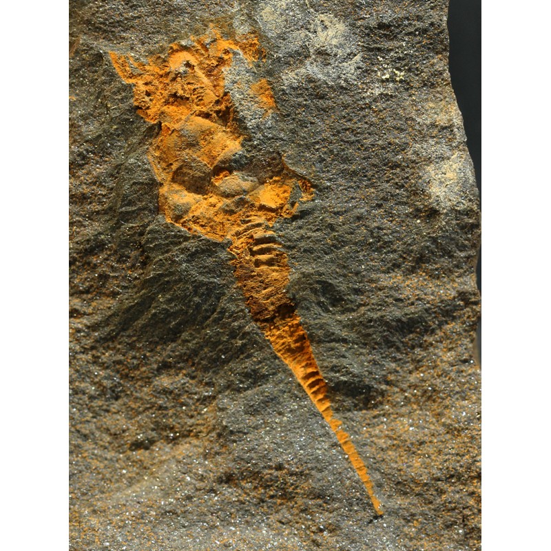 Dendrocystites s.p.