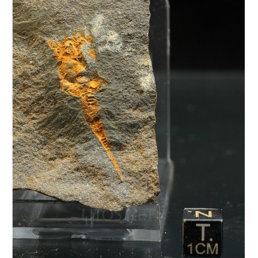 Dendrocystites s.p.