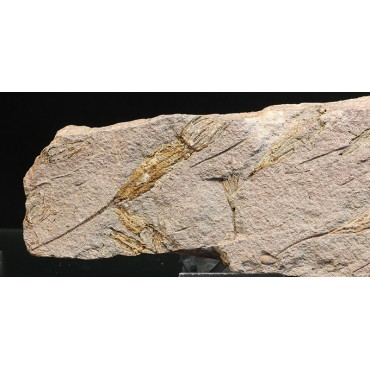 Ascocystites s.p.