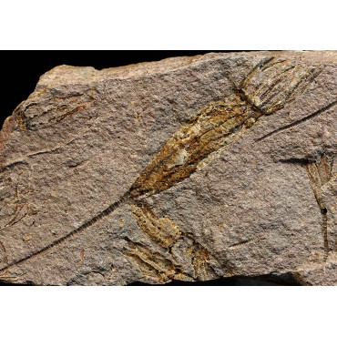 Ascocystites s.p.