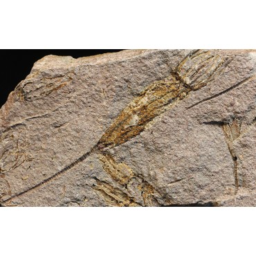 Ascocystites s.p.