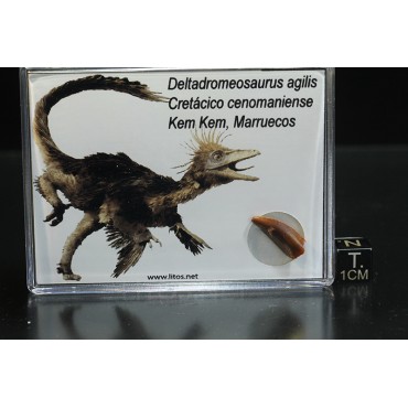 Deltadromeosaurus agilis