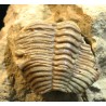 Braquiópodo fósil