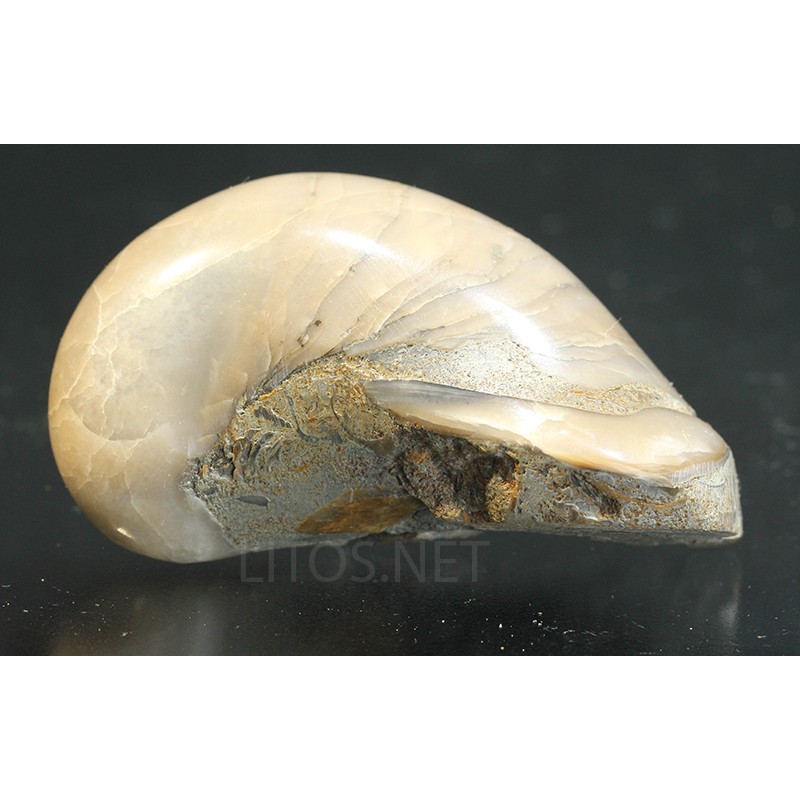 Gryphaea fósil