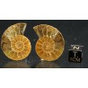 Ammonite cleoniceras