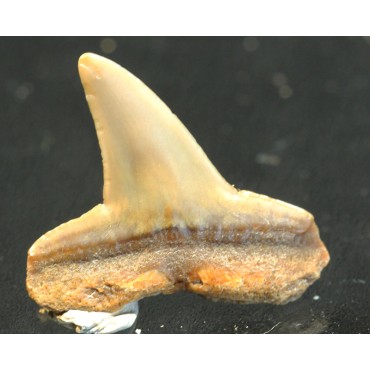 Tiburón fosil