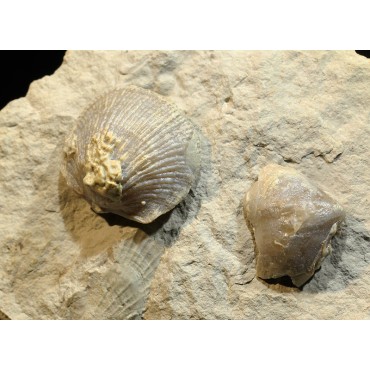 Braquiópodo fósil