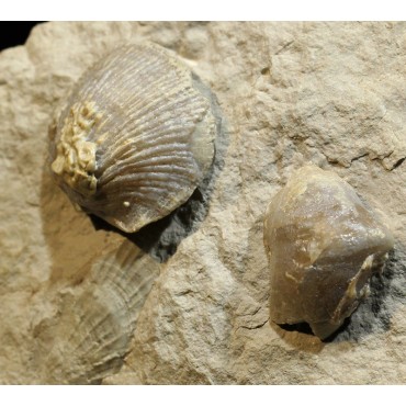 copy of Braquiópodo fósil