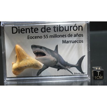 Tiburón Otodus obliquus