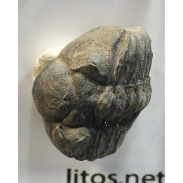 Trilobites phacópsido