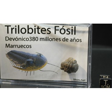 Trilobites phacópsido