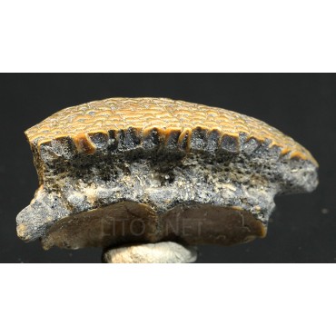 Diodon circumflexus