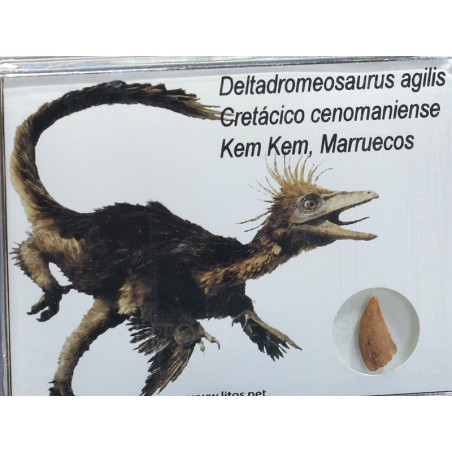 Deltadromeosaurus agilis