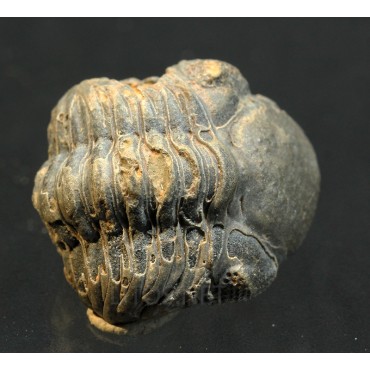 Trilobites phacópsido