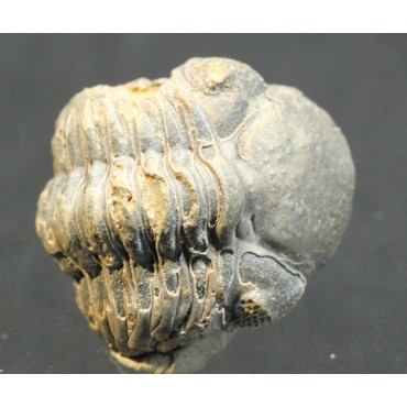 Trilobites phacópsido