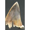 Isurus astalis diente fosil