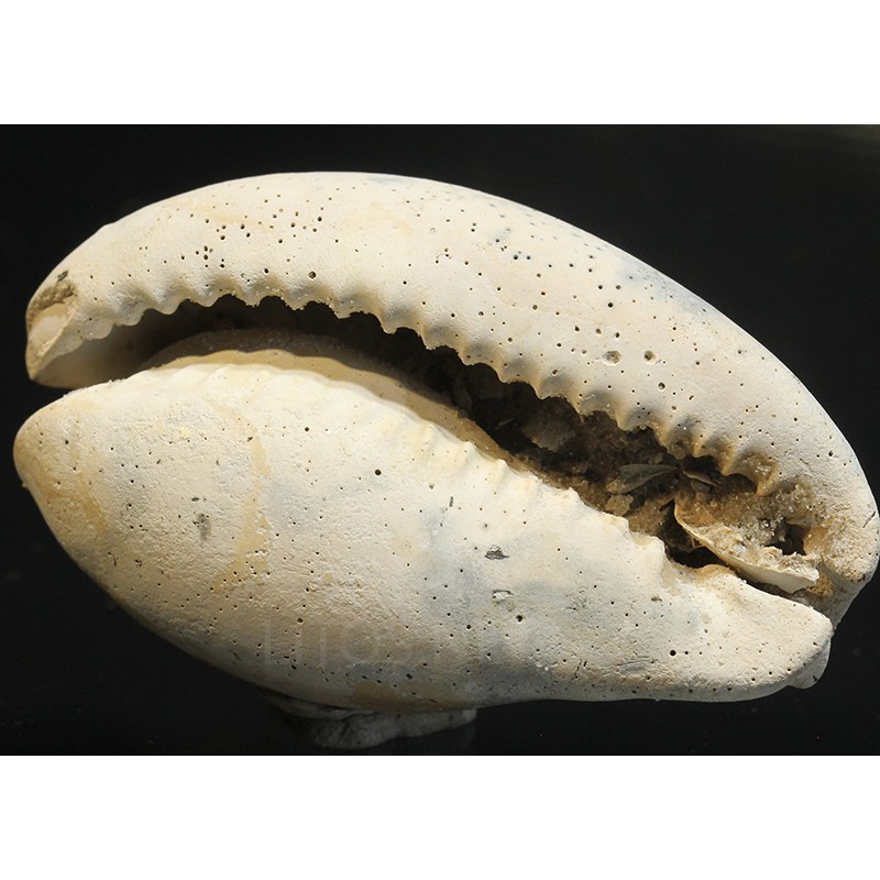 Siphocypraea caroliensis