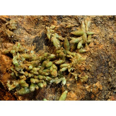Piromorfita Asturias