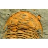 Trilobites Hamatolenus vincenti